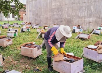 Beekeeping fetches handsome income for returnee migrant in Dang