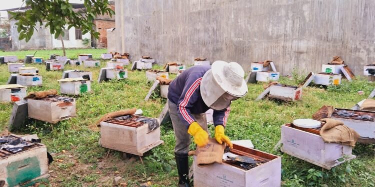 Beekeeping fetches handsome income for returnee migrant in Dang