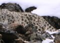 Climate change poses threat to habitat of snow leopard