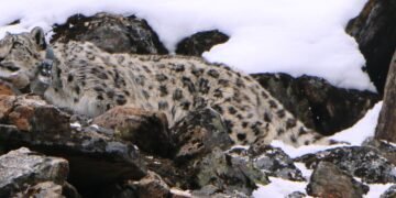 Climate change poses threat to habitat of snow leopard