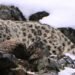 Climate change poses threat to habitat of snow leopard