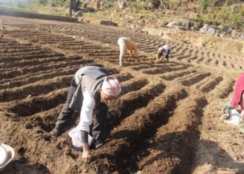 Rs 15 million appropriated for commercial potato farming