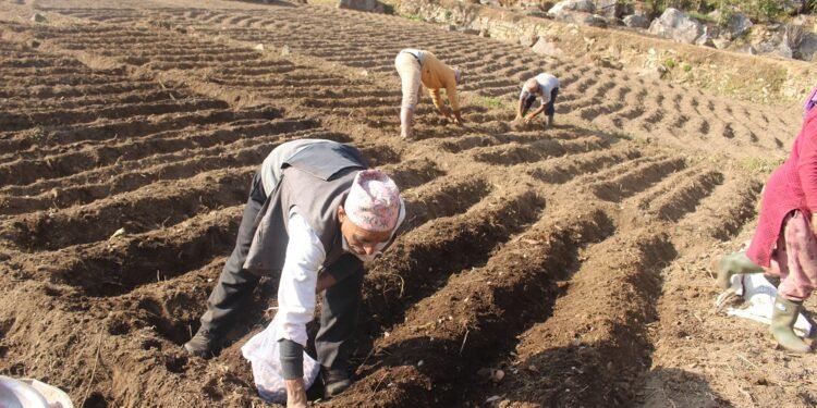 Rs 15 million appropriated for commercial potato farming