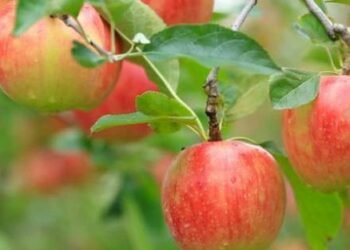 Jumla supplies apples worth 614 million