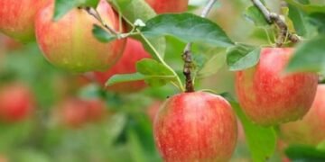 Jumla supplies apples worth 614 million