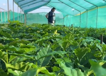 Coffee farming increasing to ward off monkey menace