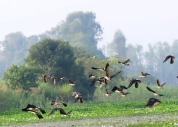 Migratory birds arrive in Chitwan from China, Russia and other nations