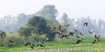 Migratory birds arrive in Chitwan from China, Russia and other nations