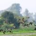 Migratory birds arrive in Chitwan from China, Russia and other nations