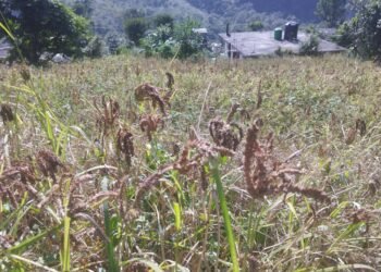 Millet farming expanded in rural parts of Myagdi
