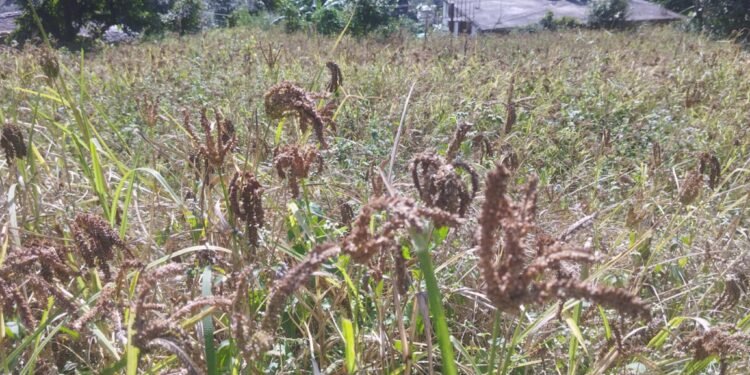 Millet farming expanded in rural parts of Myagdi