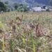 Millet farming expanded in rural parts of Myagdi