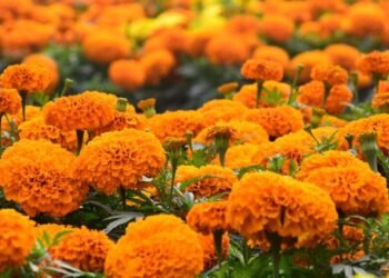 Flowers worth Rs 500 million sold during Tihar festival this year