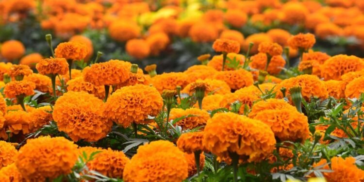 Flowers worth Rs 500 million sold during Tihar festival this year