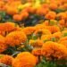 Flowers worth Rs 500 million sold during Tihar festival this year