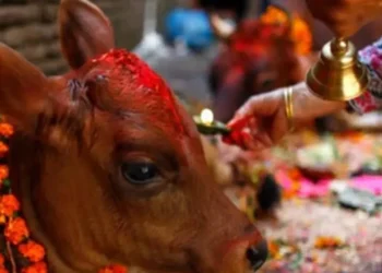 Gai Pooja, Govardhan Puja and Mha Puja being observed today