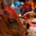 Gai Pooja, Govardhan Puja and Mha Puja being observed today