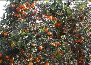 Ramechap sees rise in Junar production