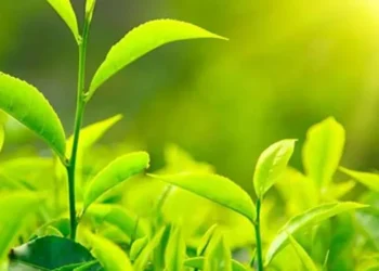 Tea export witnesses rise by 69 percent