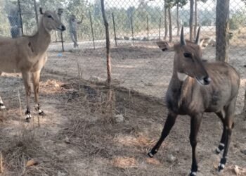 Wildlife rescue, treatment and rehabilitation centre established