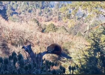 Red Panda sighted at Muna of Myagdi