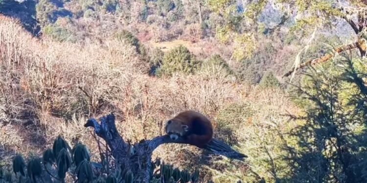 Red Panda sighted at Muna of Myagdi
