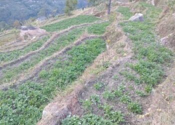 Potato promotion programme in Myagdi