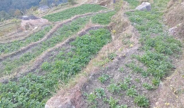 Potato promotion programme in Myagdi