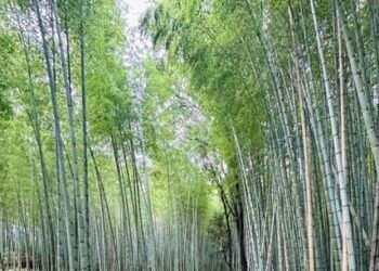 First National Bamboo Conference-2081 in February next year