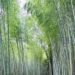 First National Bamboo Conference-2081 in February next year