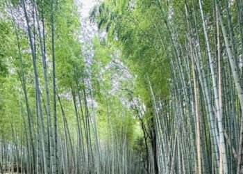 First national bamboo conference from Feb 27