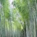 First national bamboo conference from Feb 27
