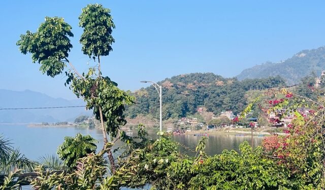 Area under forest increases by 0.75 percent