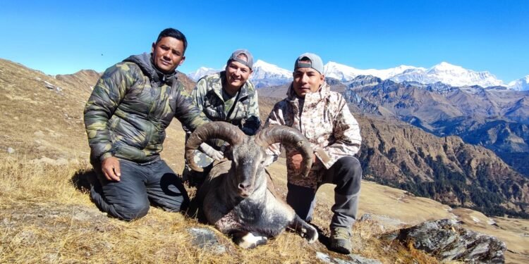 Hunters kill 10 Naurs and 5 Jharals at Dhorpatan Hunting Reserve in first season