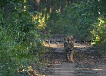 Survey of tiger and prey species begins in Banke National Park
