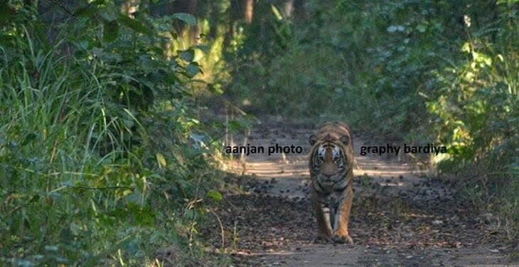 Survey of tiger and prey species begins in Banke National Park