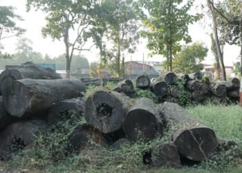 Wood worth Rs 70 million decaying at forest office