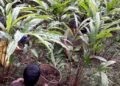Lamjung farmers earn Rs 220 million from cardamom sale