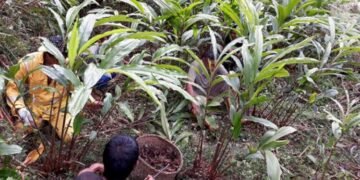 Lamjung farmers earn Rs 220 million from cardamom sale