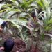 Lamjung farmers earn Rs 220 million from cardamom sale