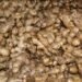 Ginger sale up in Triveni rural municipality