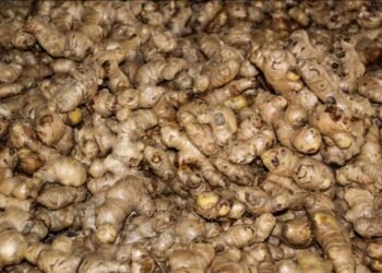 Karnali’s ginger reaches international market