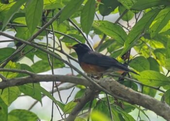 Black-breasted Thrush recorded second time in Nepal