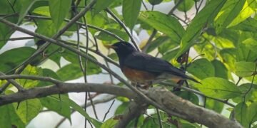 Black-breasted Thrush recorded second time in Nepal