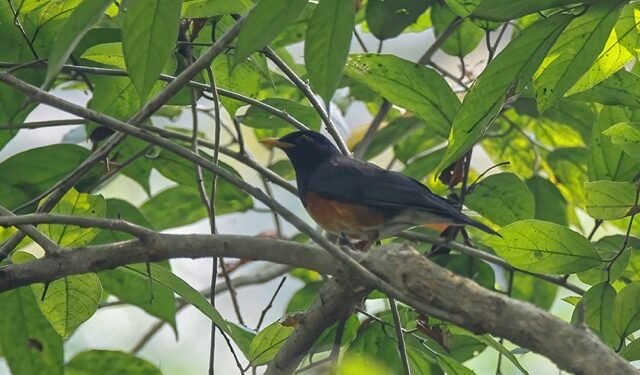 Black-breasted Thrush recorded second time in Nepal