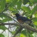 Black-breasted Thrush recorded second time in Nepal