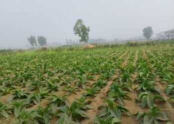 Farmers get good income from tobacco farming in Mahottari