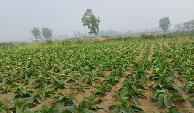 Farmers get good income from tobacco farming in Mahottari