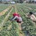 Commercial strawberry farming gaining ground in Dang