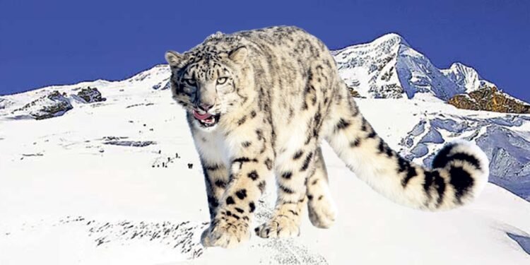 Livestock farming faces threat after increasing leopard attacks in upper Mustang